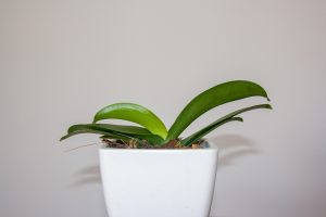 Orquídea